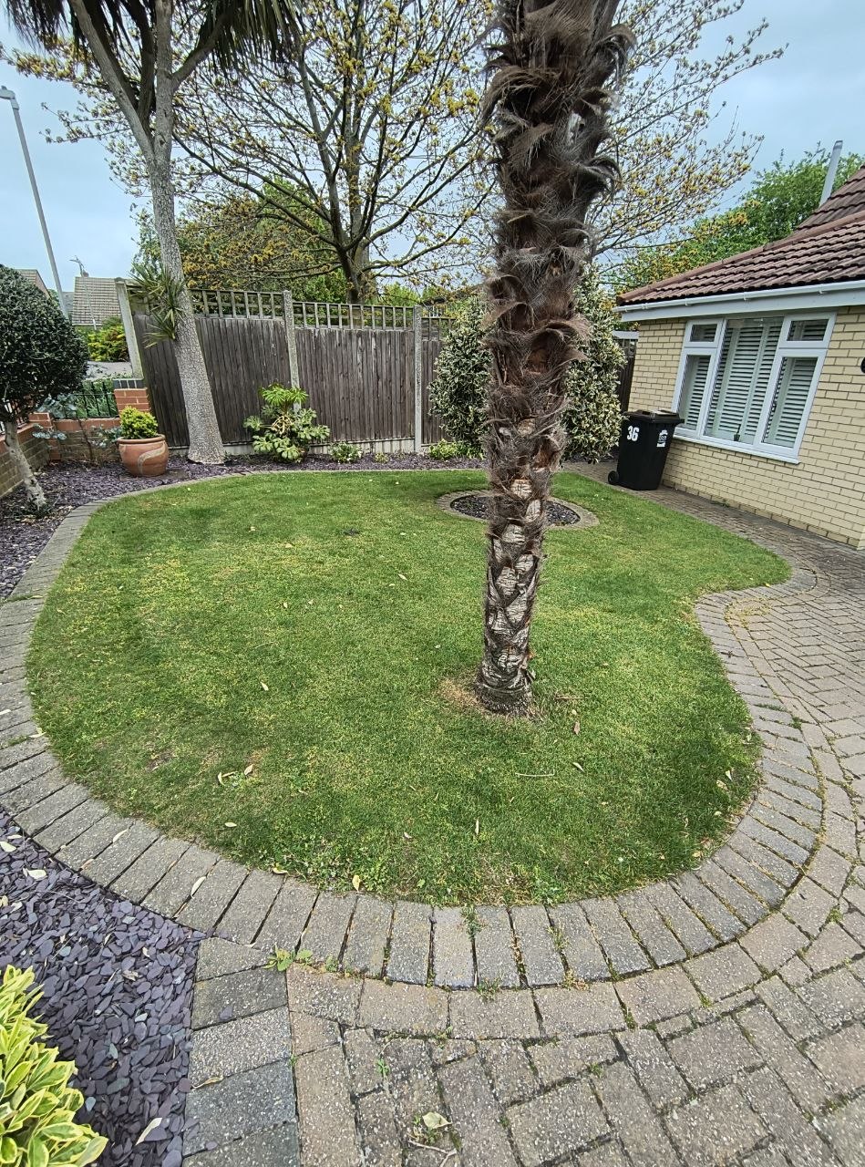 A front garden lawn in Ash with a mature palm tree as a centrepiece, the lawn shaped to curve around the trunk, brick path edging cleanly defining the lawn perimeter, and a beige-pebbledash bungalow elevation behind.