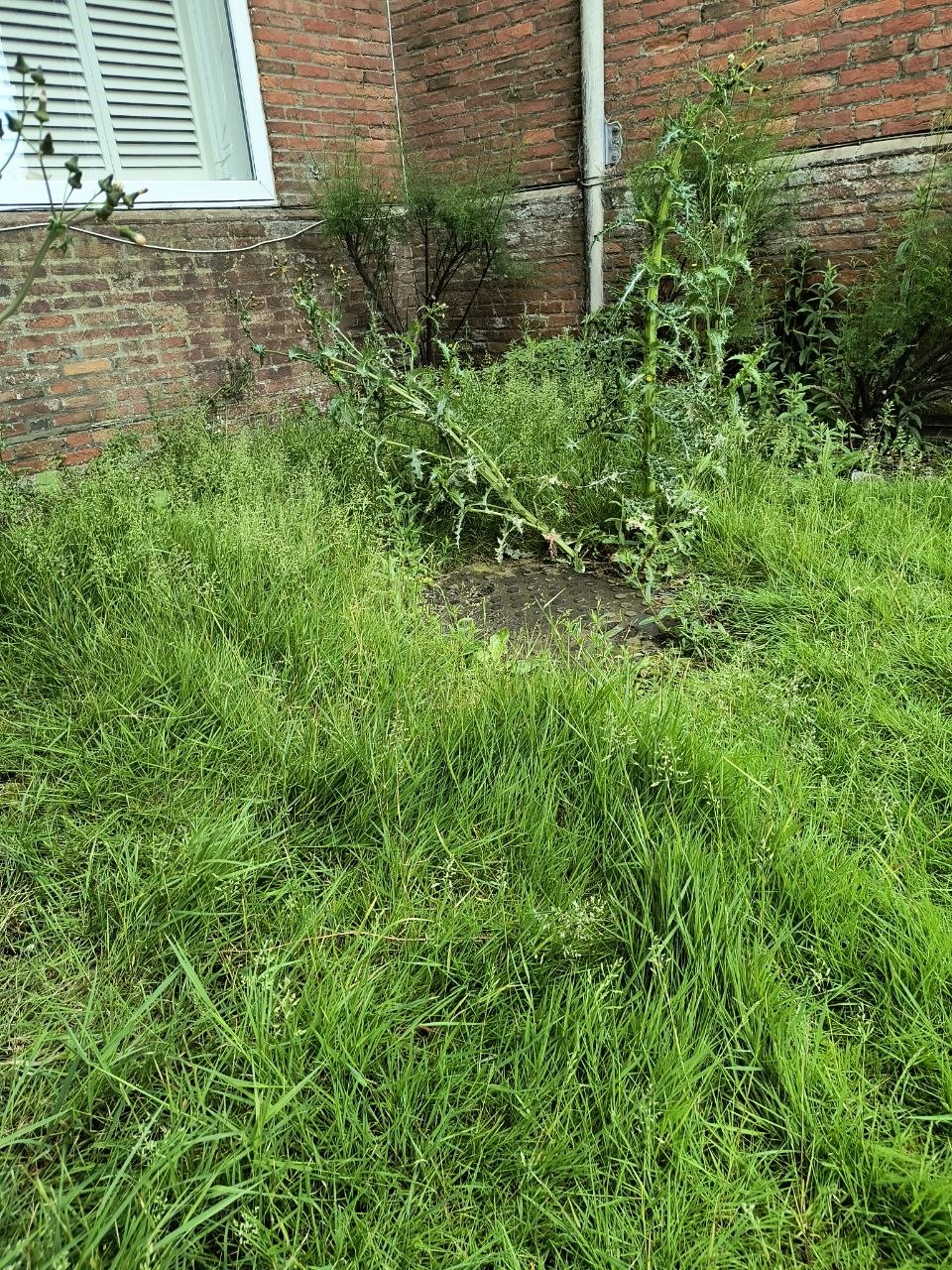 Coastal manor back lawn near the Kent coast, knee-deep grass and bramble runners before the clearance.