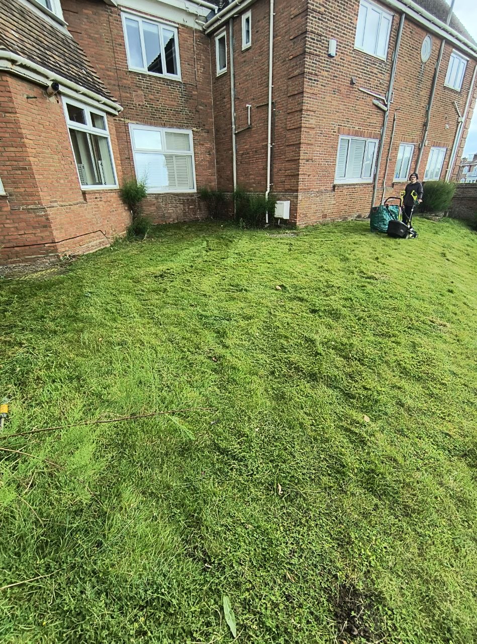 Coastal manor lawn part-way through the clearance, with cuttings on the surface and the bulk of the long growth taken down.